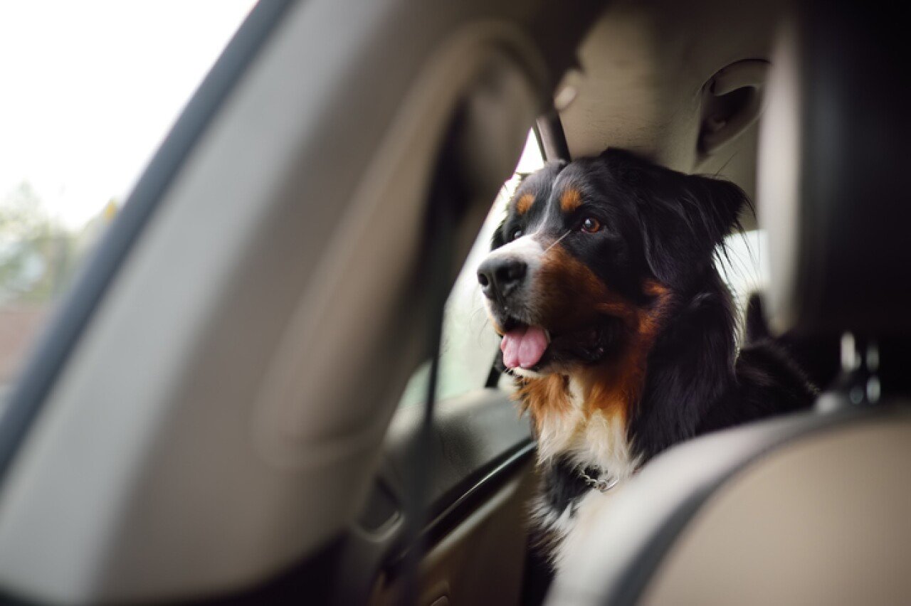 Uber Pet llega a México. Así puedes pedir un taxi par ti y tu mascota